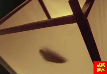 赌徒就像黑夜里的飞蛾，看到火光就往里扑！