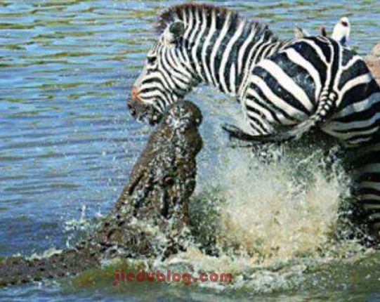 鳄鱼效应诠释了赌博会越输越惨