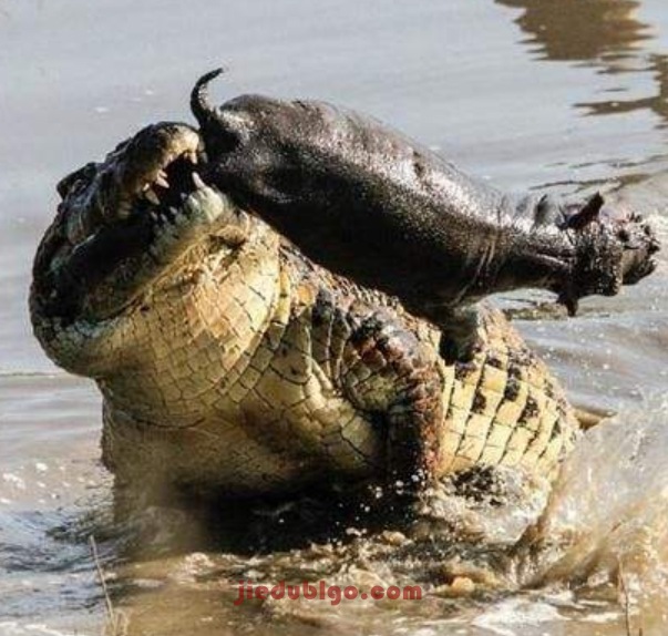 eyuxiaoying2.jpg 鳄鱼效应诠释了赌博会越输越惨2.jpg