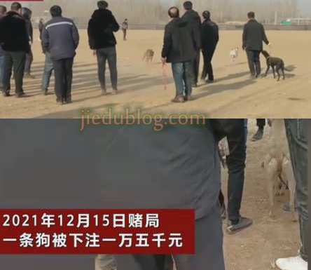 赌狗还有另一个意思